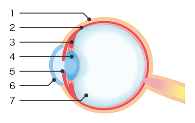 目の構造と各部の働き